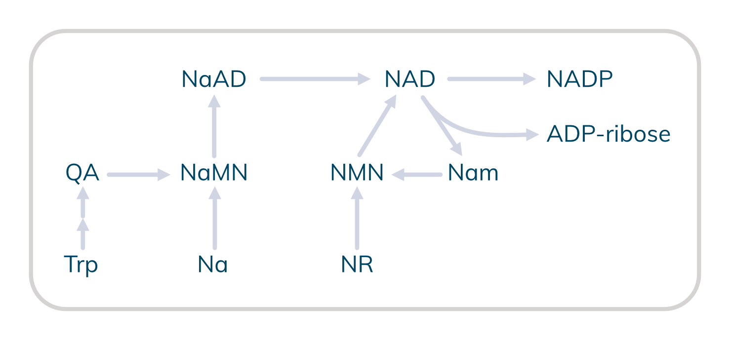 NMN_chemie_wasistnmn_2048x2048 NAD Stoffwechselwege