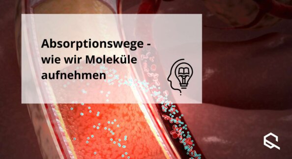 Absorptionswege Moleküle Aufnahme Sublingual Buccal