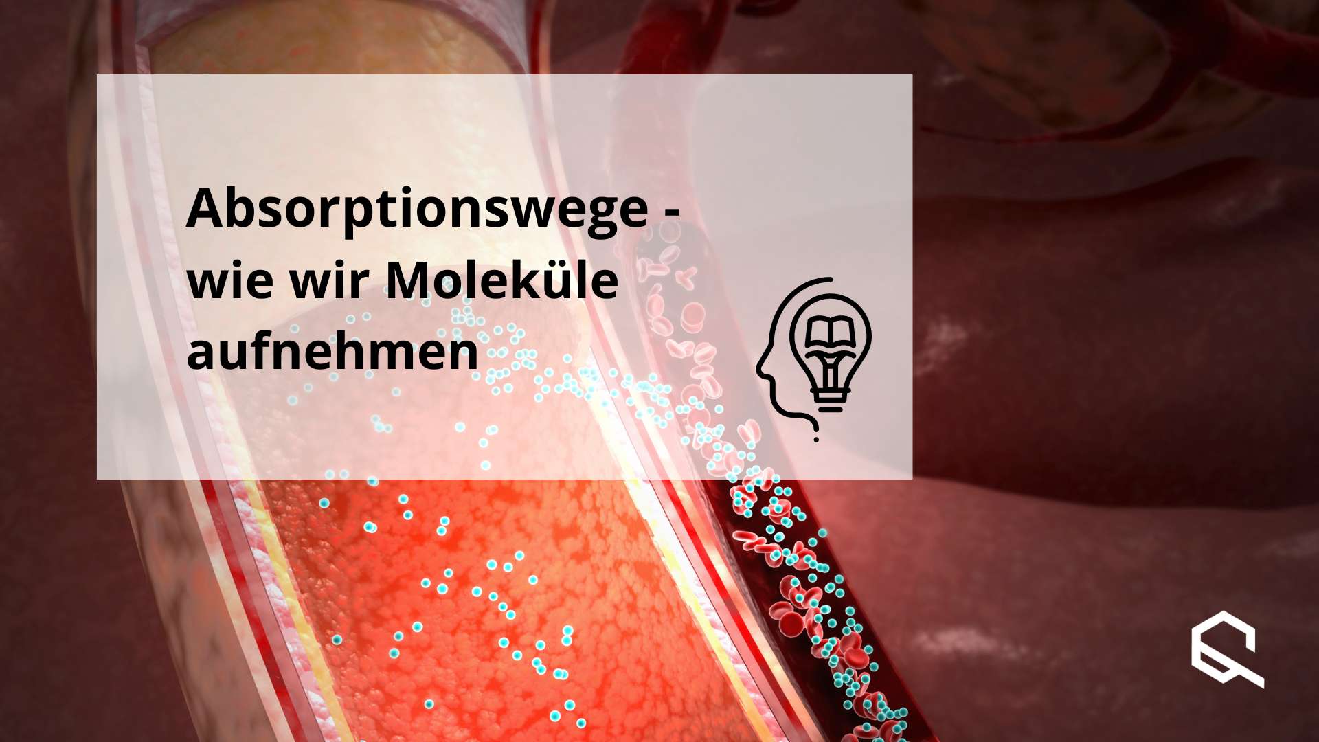 Absorptionswege Moleküle Aufnahme Sublingual Buccal
