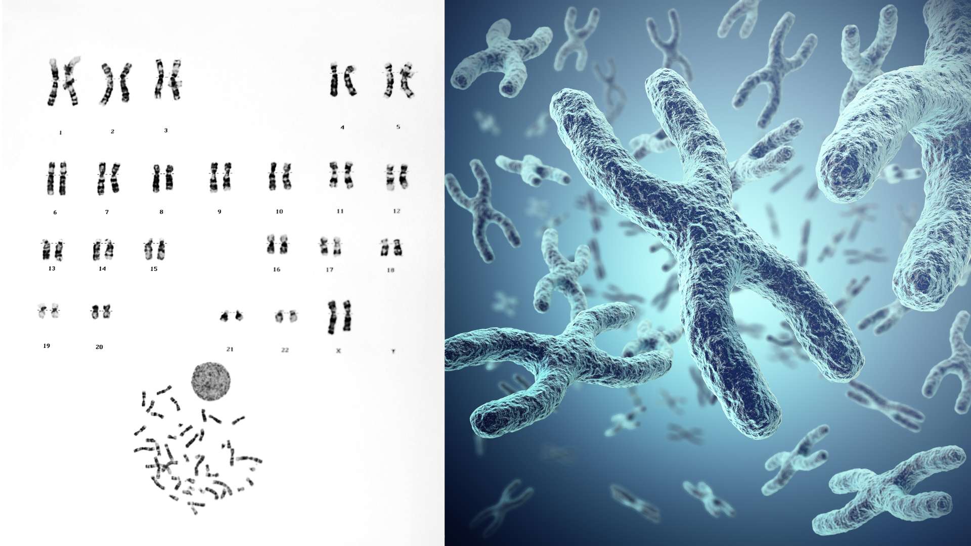 Schematische Darstellung von Chromosomen Chromosomen Telomere Telomerabrieb Hallmarks Of Aging