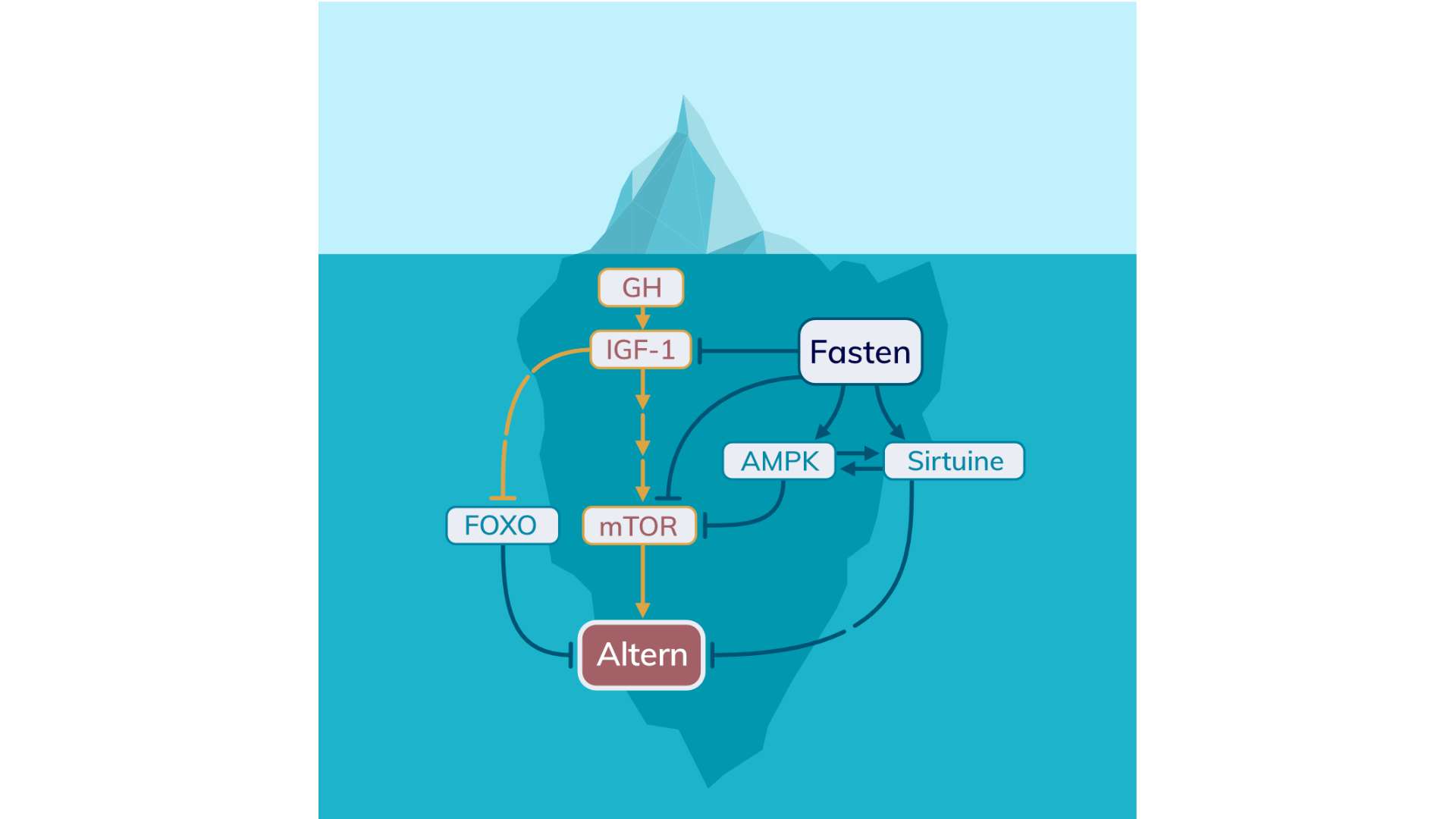 Deregulierte Naehrstoffmessung Fasten Eisberg