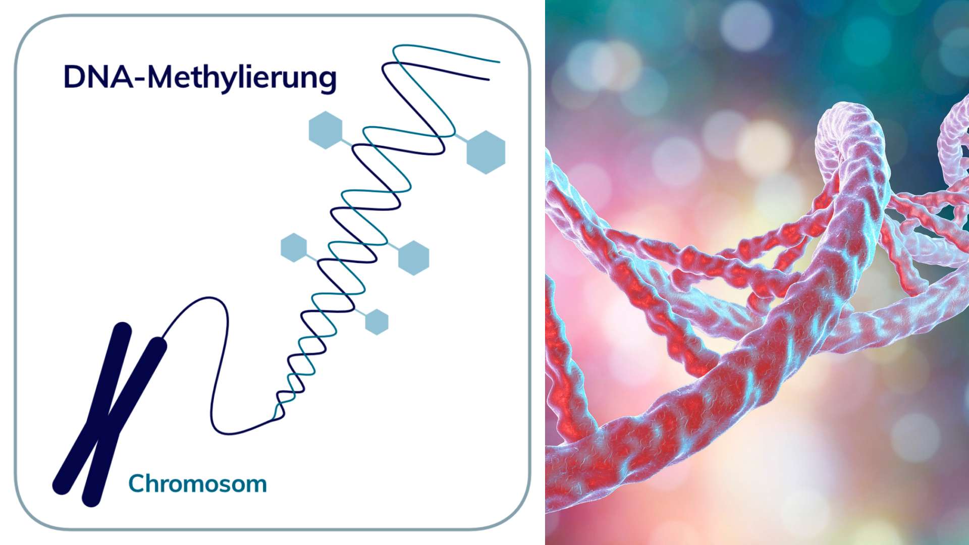 Dna Epigenetische Veraenderungen Hallmarks Of Aging