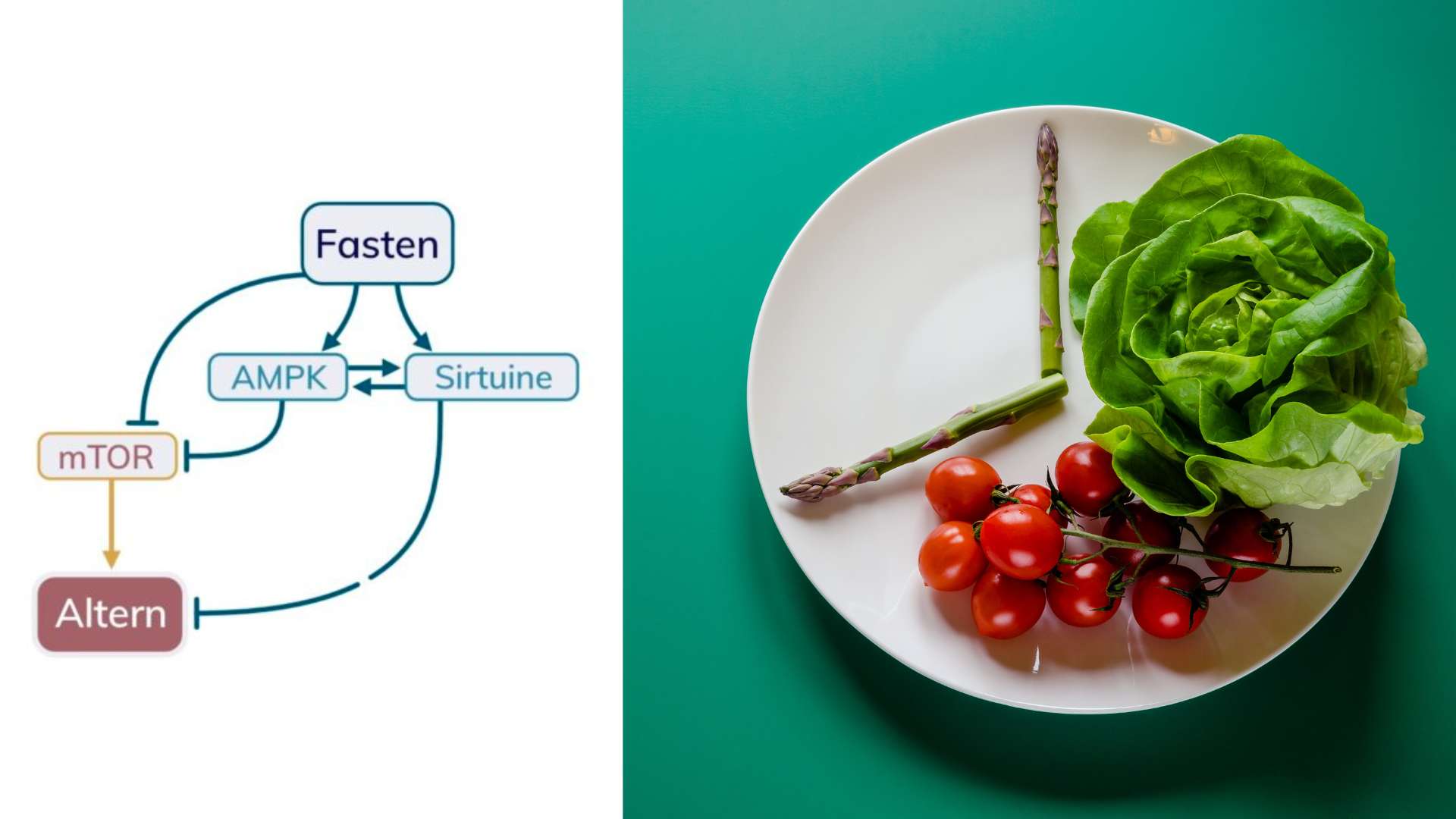 Fasten Ampk Mtor Sirtuine Altern