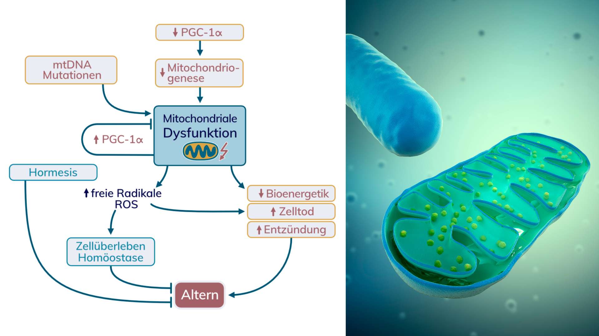 Mitochondriale Dysfunktion Hallmark Of Aging