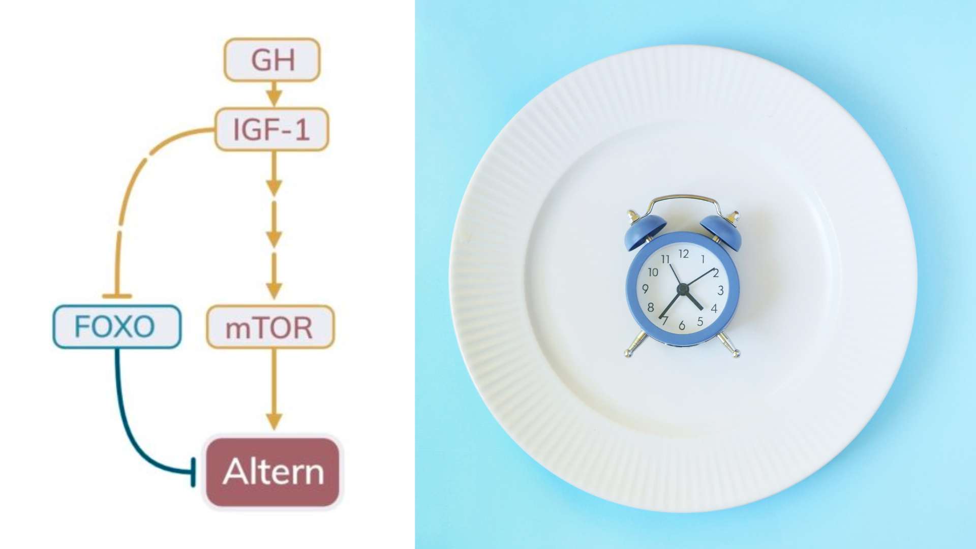 Mtor Gh Igf1 Fasten Pfade