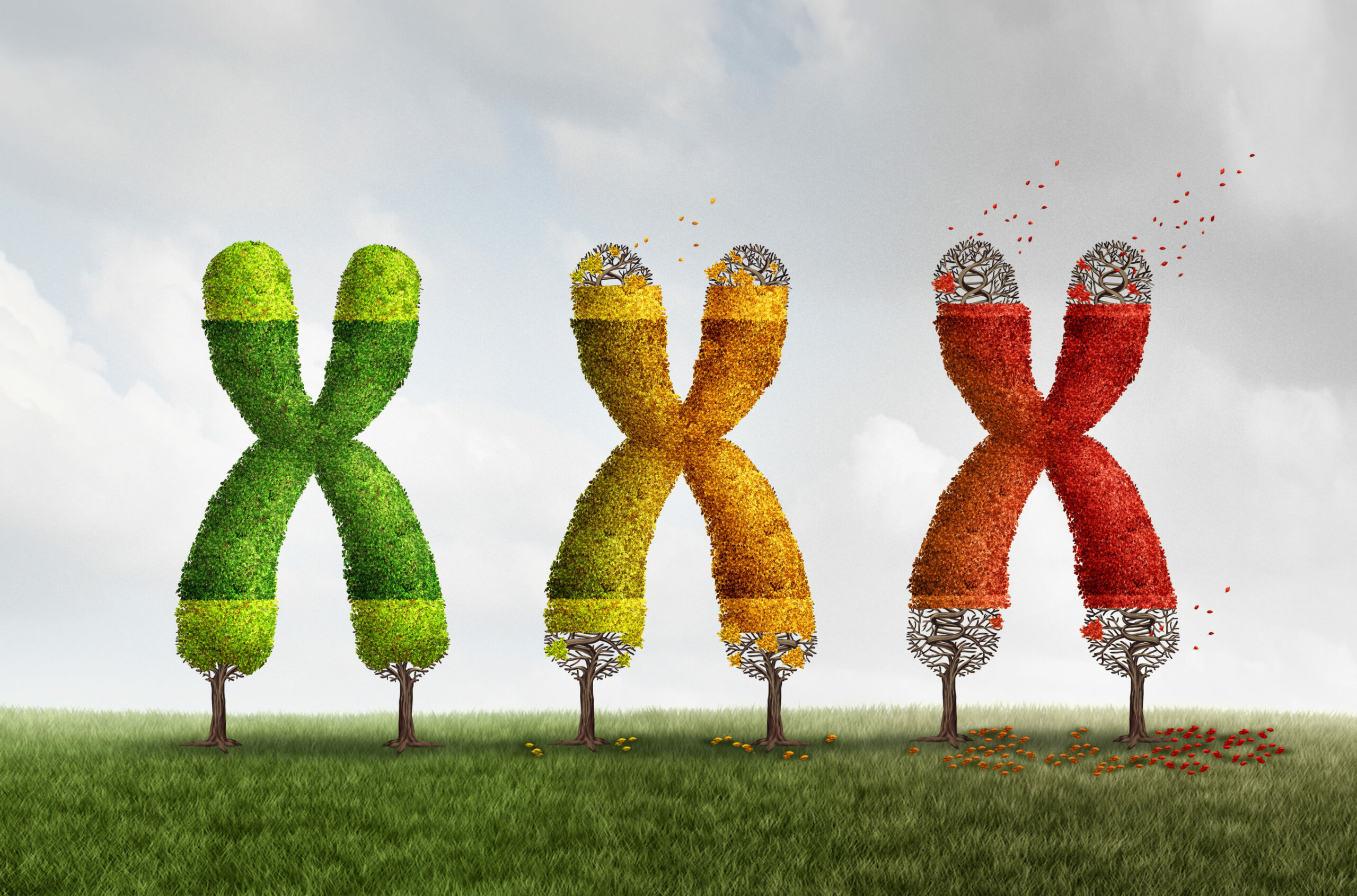 Das kritische Verkürzen der Telomerenden leitet die zelluläre Seneszenz ein.