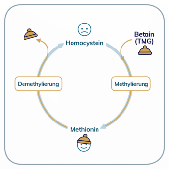 Betain TMG Homocystein Methionin