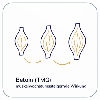 Betain Muskelwachstum Wirkung