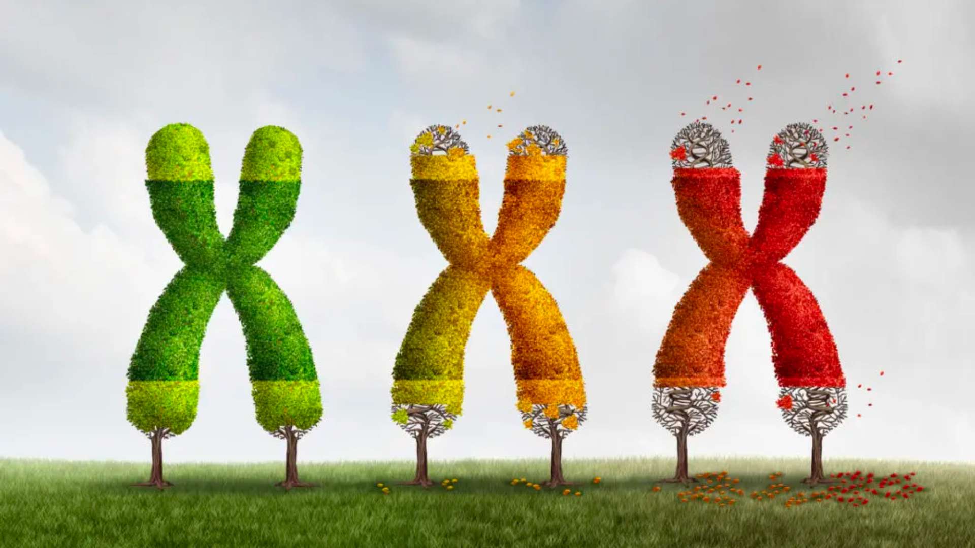 Telomerverkürzung Dna Telomere Zellulaere Seneszenz Hallmarks Of Aging