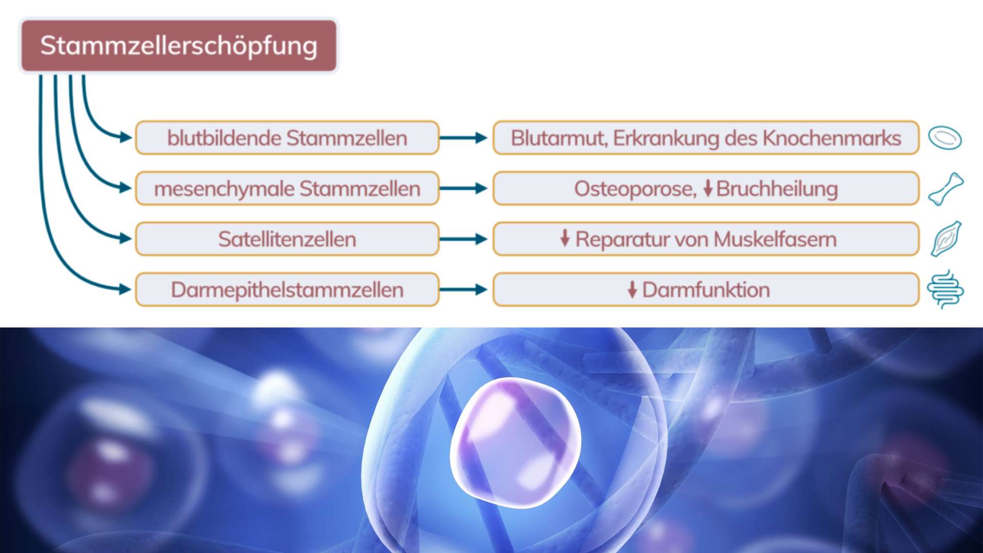 Stammzellenerschöpfung als Hallmark of Aging Stammzellen Erschoepfung Hallmarks Of Aging