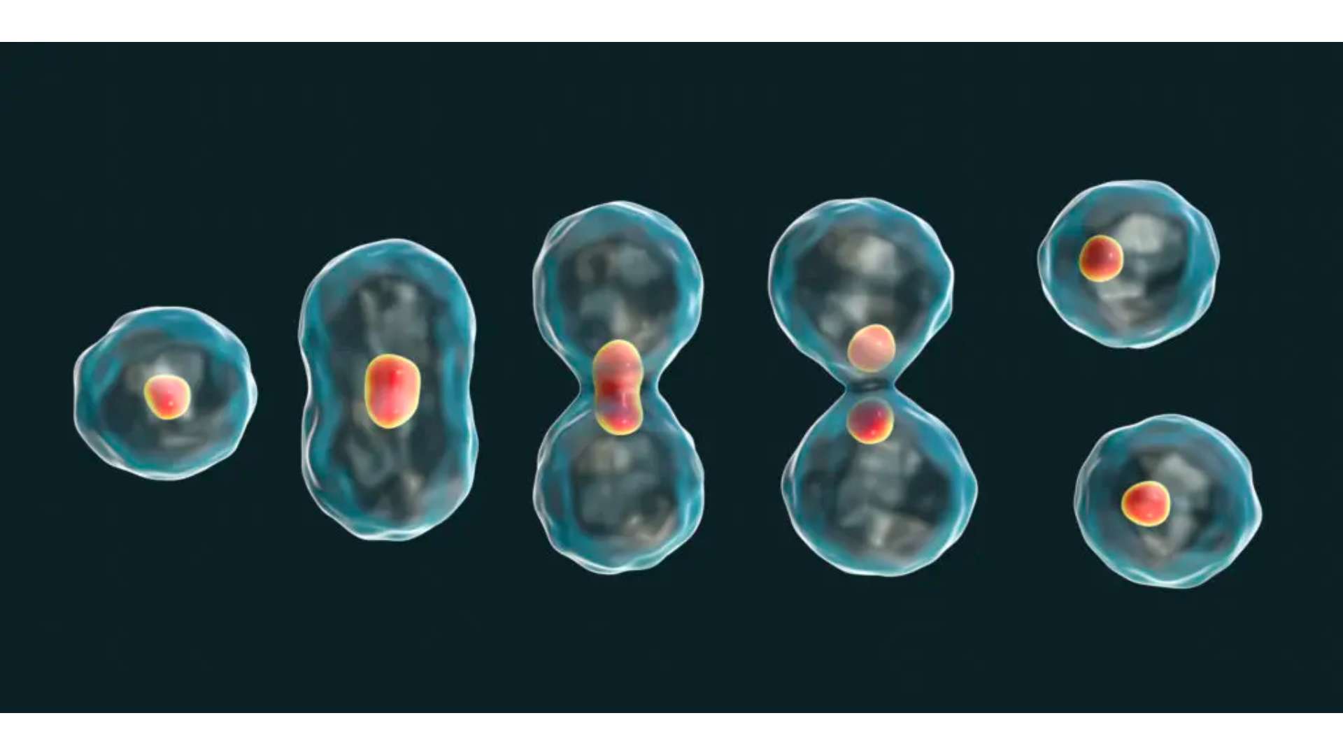 Zellteilung Seneszenz Zellteilung Seneszenz Hallmarks Of Aging