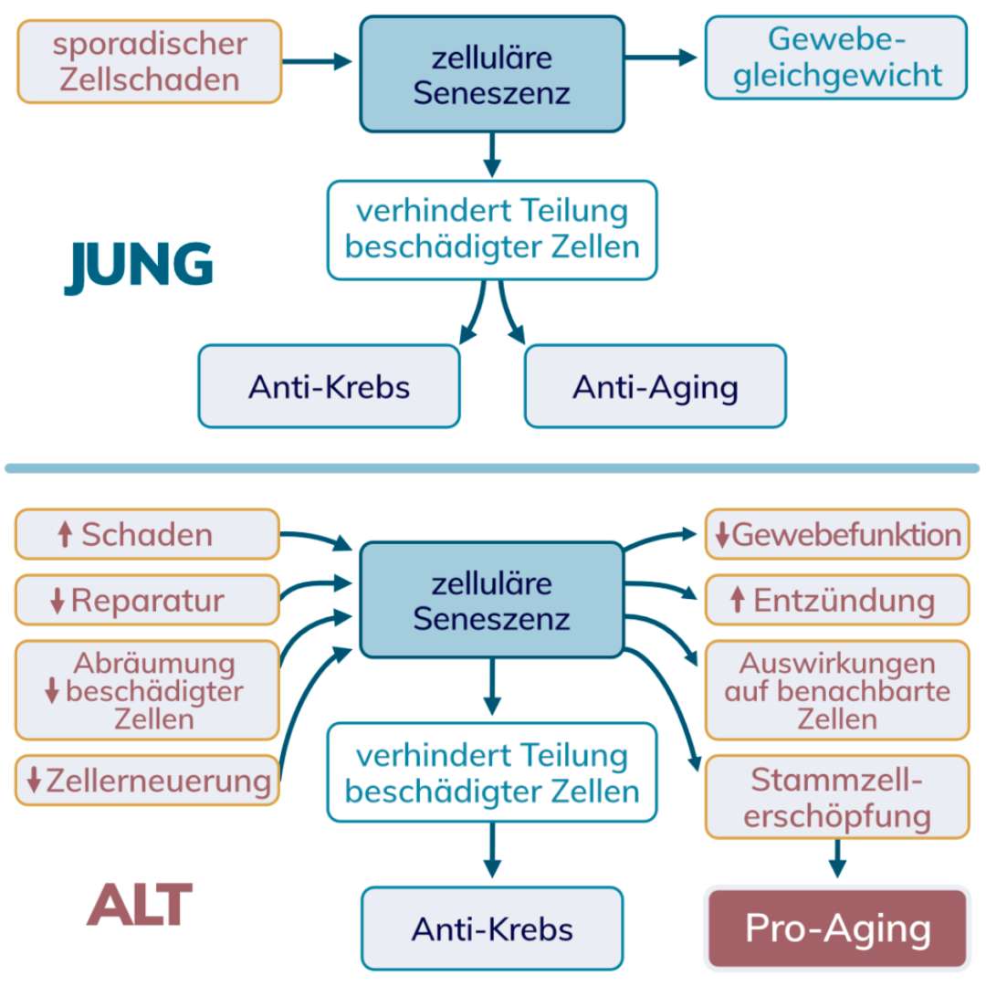 Zelluläre Seneszenz in alten und jungen Zellen Zellulaere Seneszenz Jung Alt Longevity