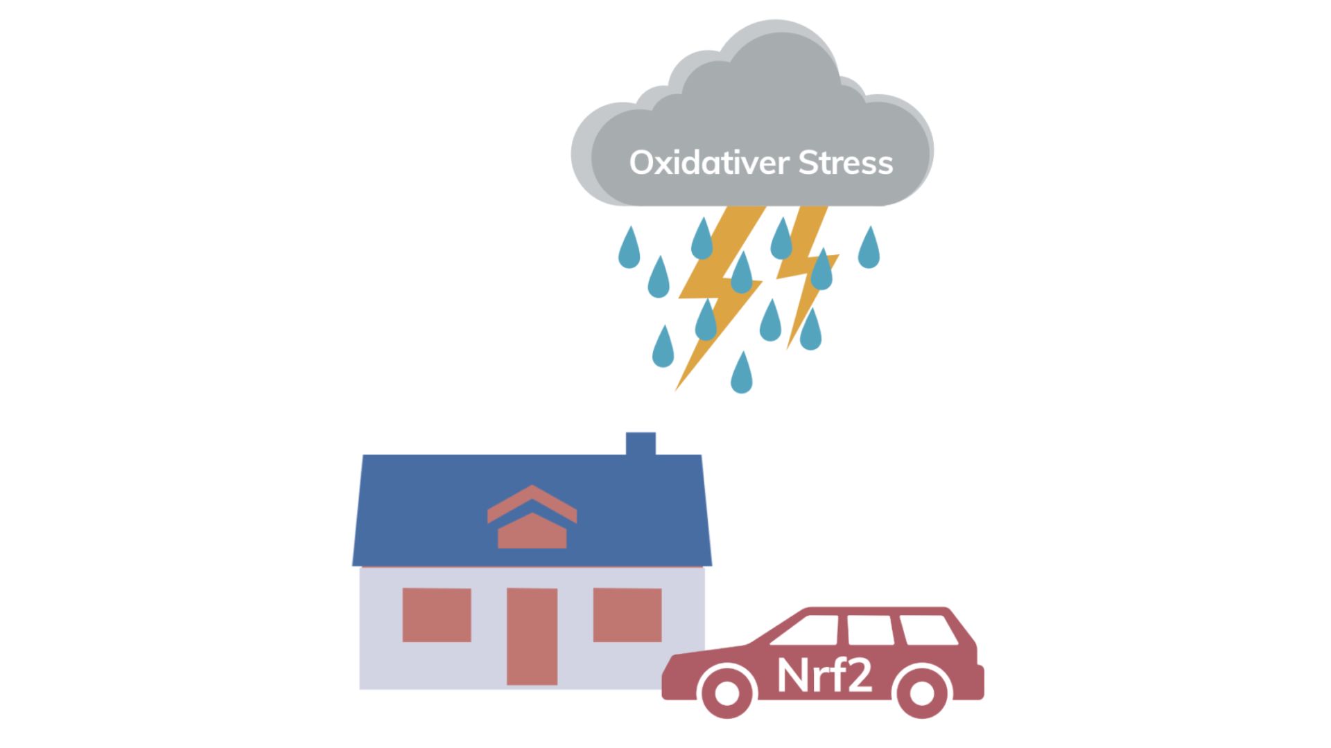 Transkriptionsfaktor Nrf2 als indirekter antioxidativer Mechanismus