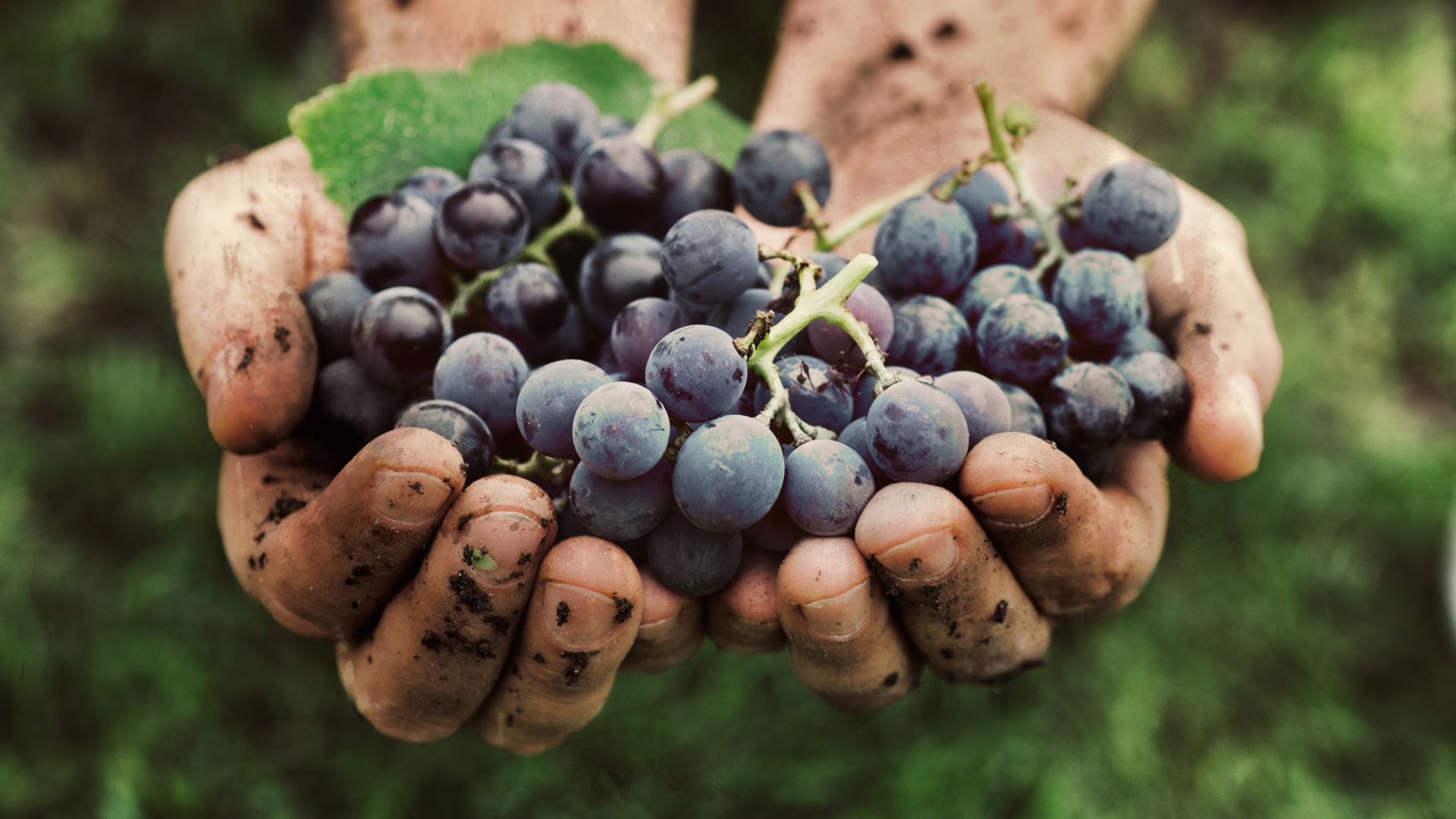 Eine Hand voll Resveratrol-hältiger Trauben
