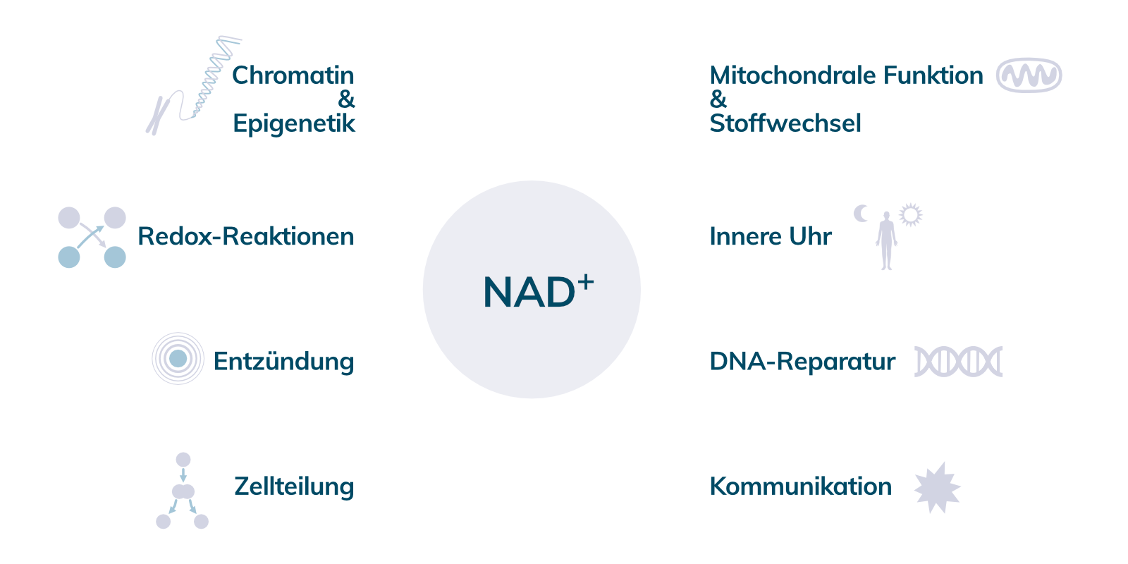 Effekte und Angriffspunkte von NAD+ im Körper