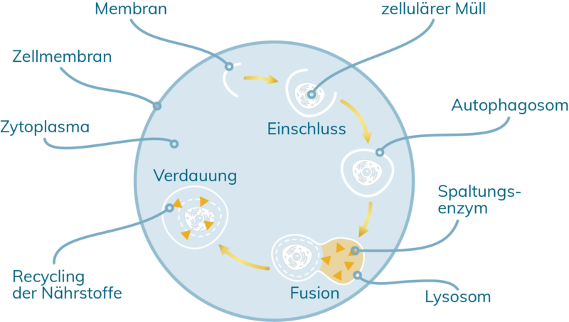Spermidin Autophagie