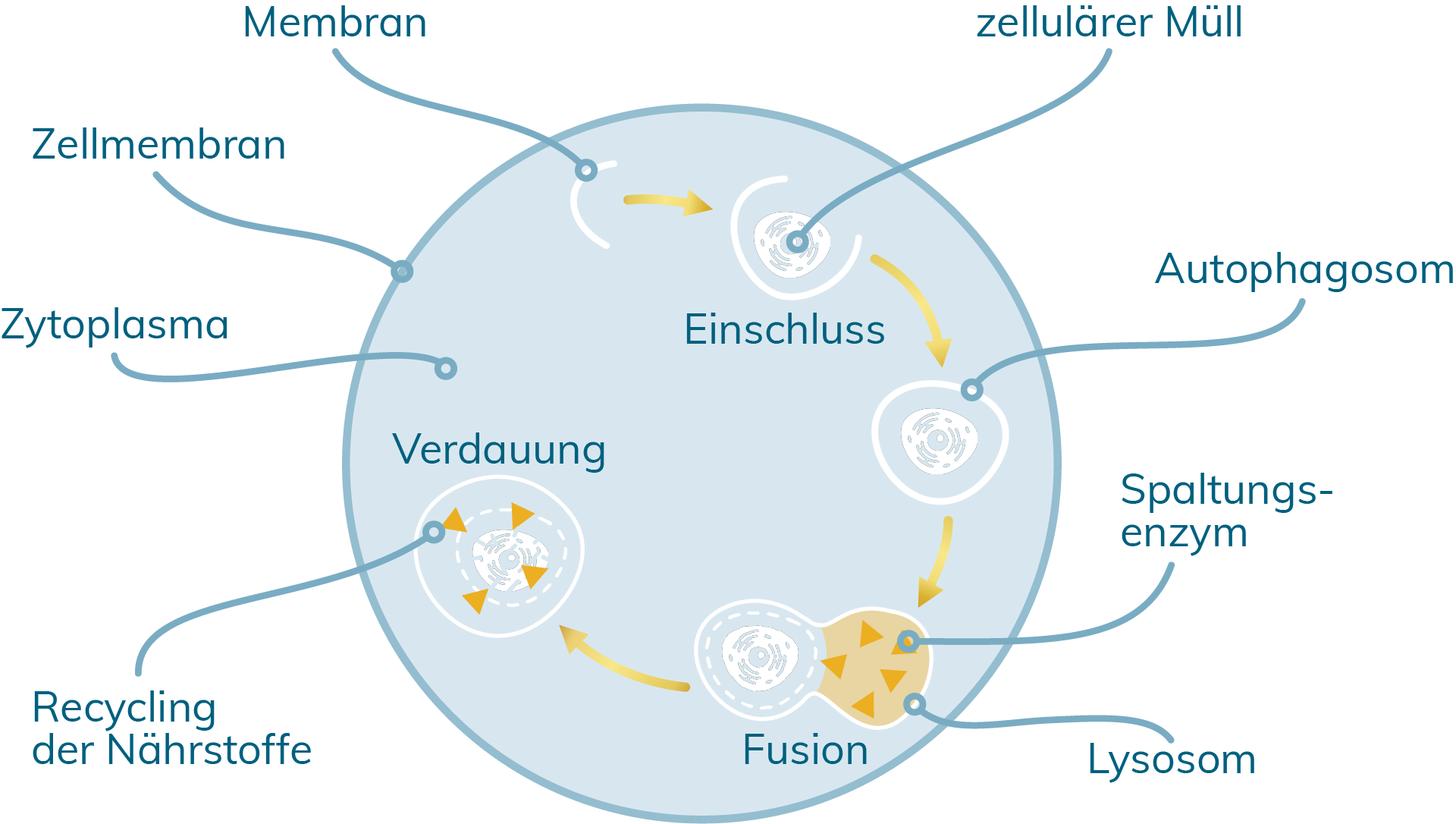 Spermidin Autophagie
