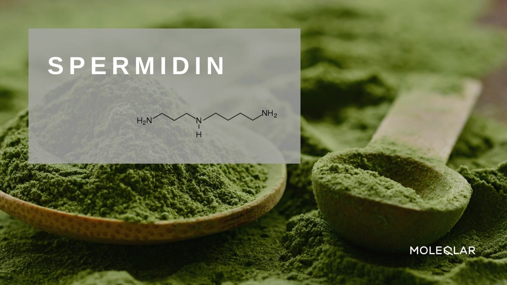 Wasist Spermidin Artikelbild