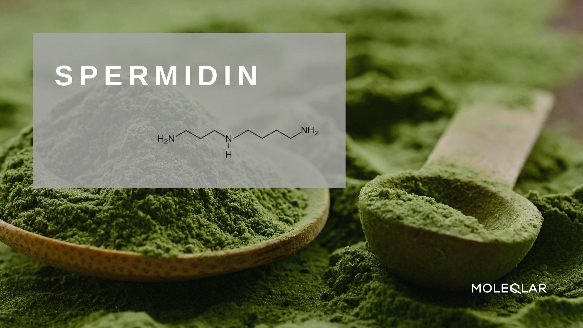 Wasist Spermidin Artikelbild