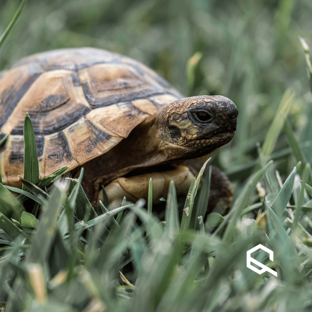 Magazin Banner Longevity