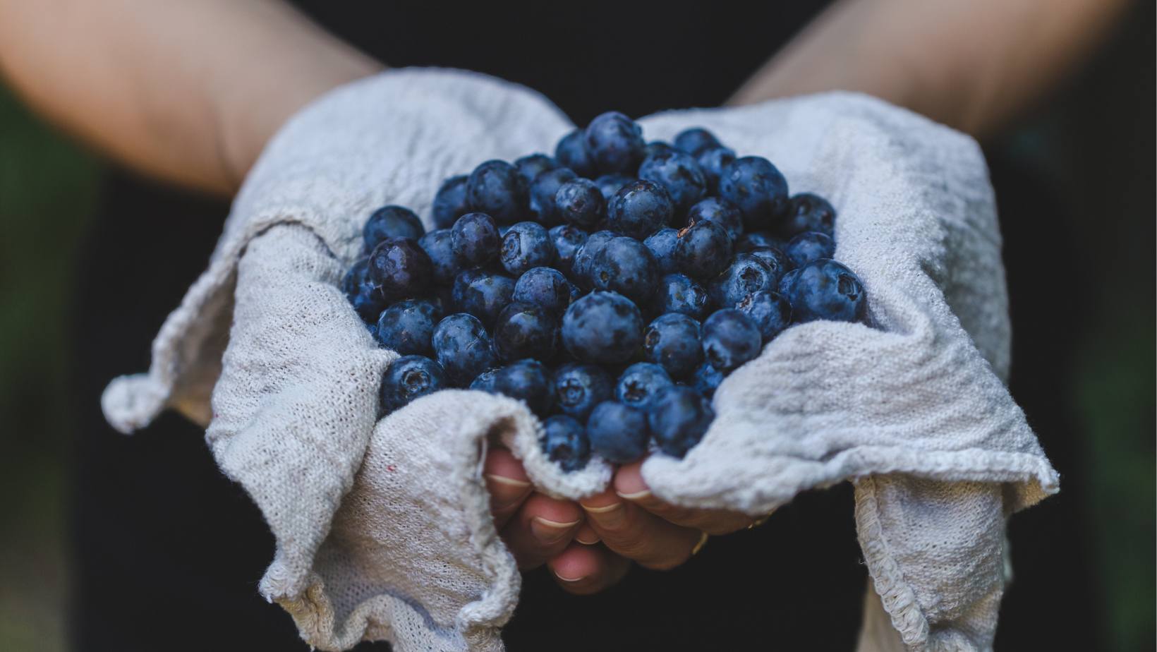 Heidelbeeren Heidelbeeren