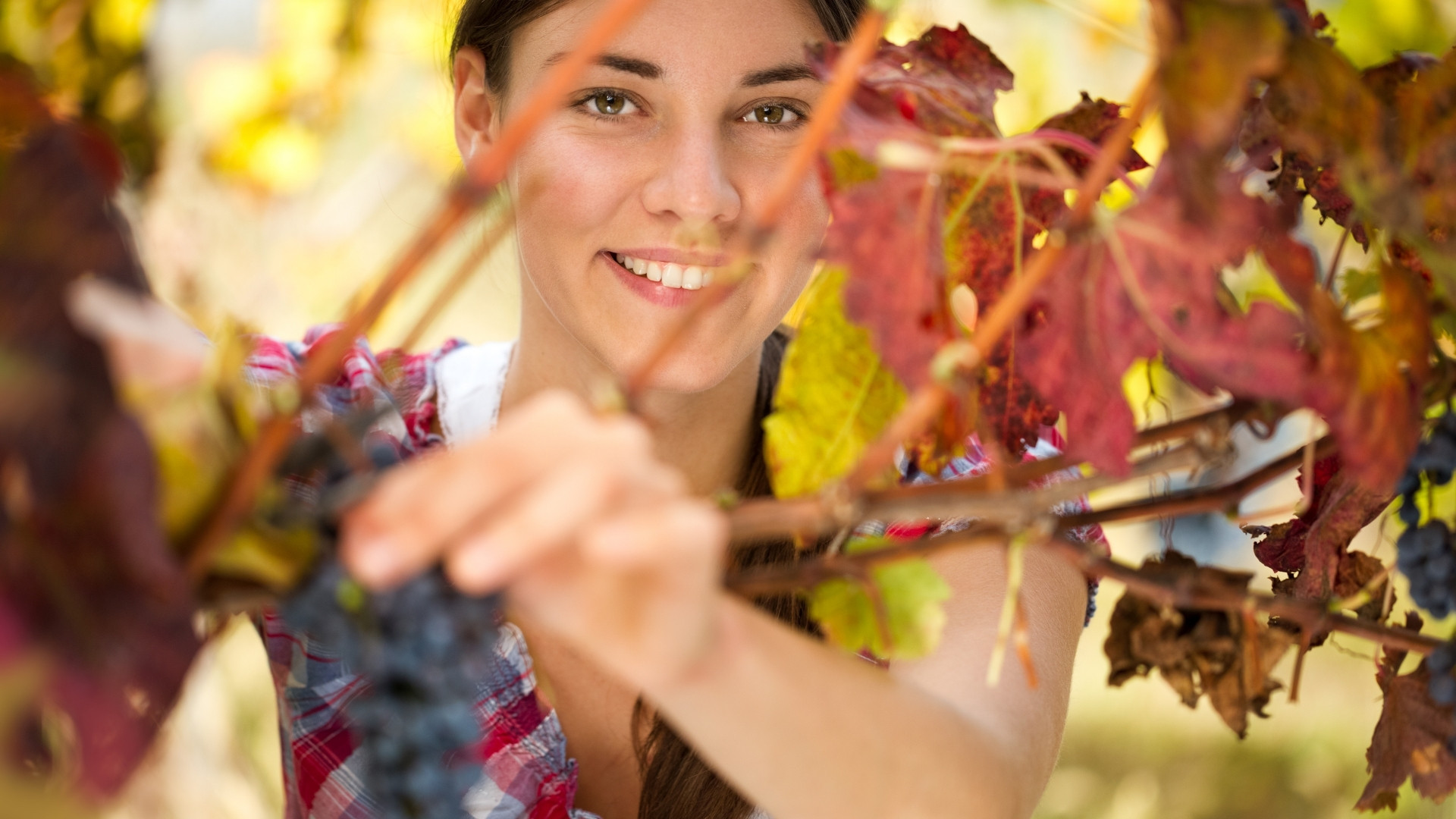 Weintrauben Ernte Frau