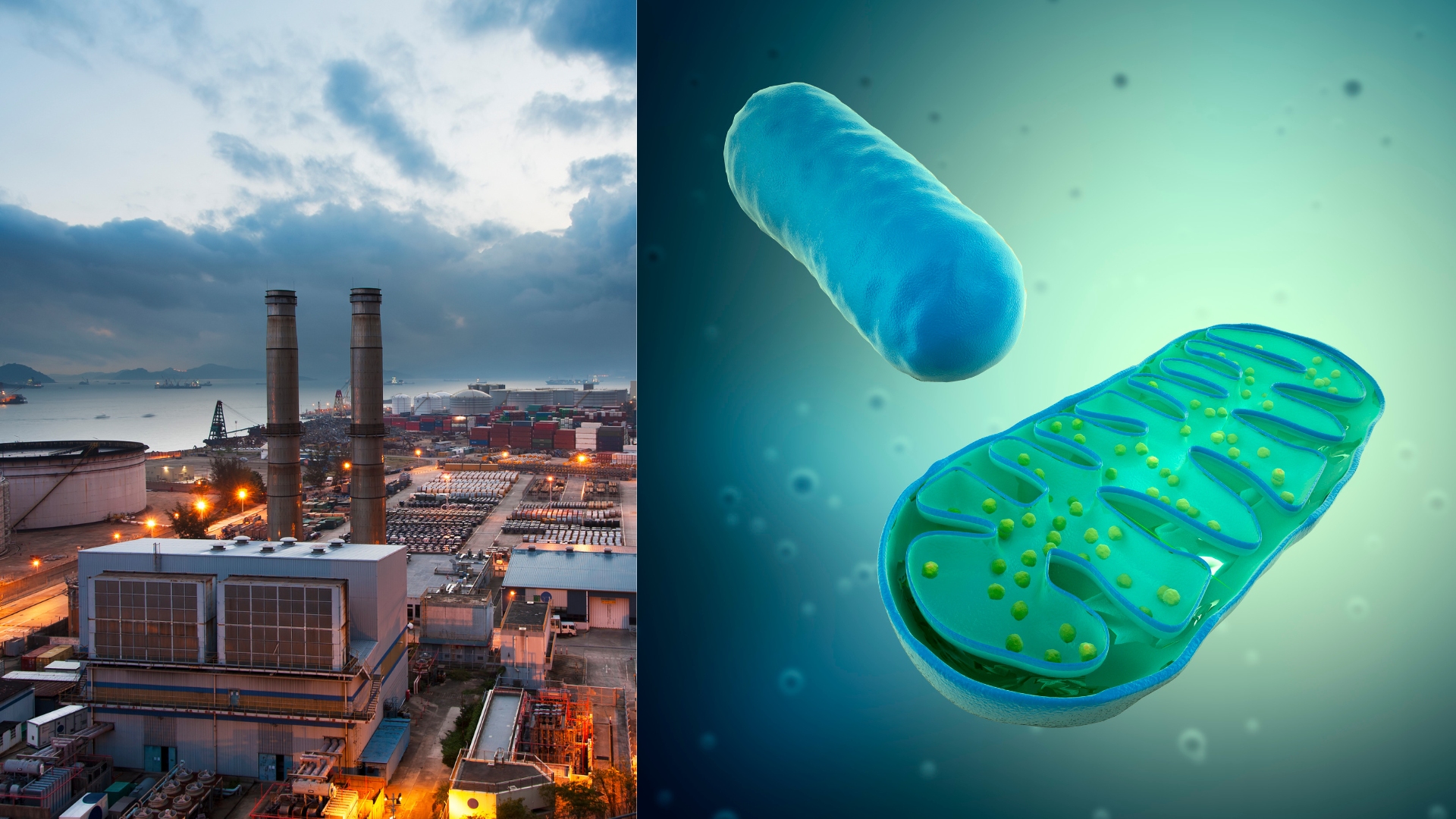 Mitochondrien Kraftwerke Energie