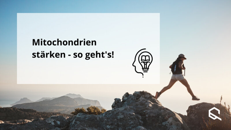 Mitochondrien Stärken Artikelbild
