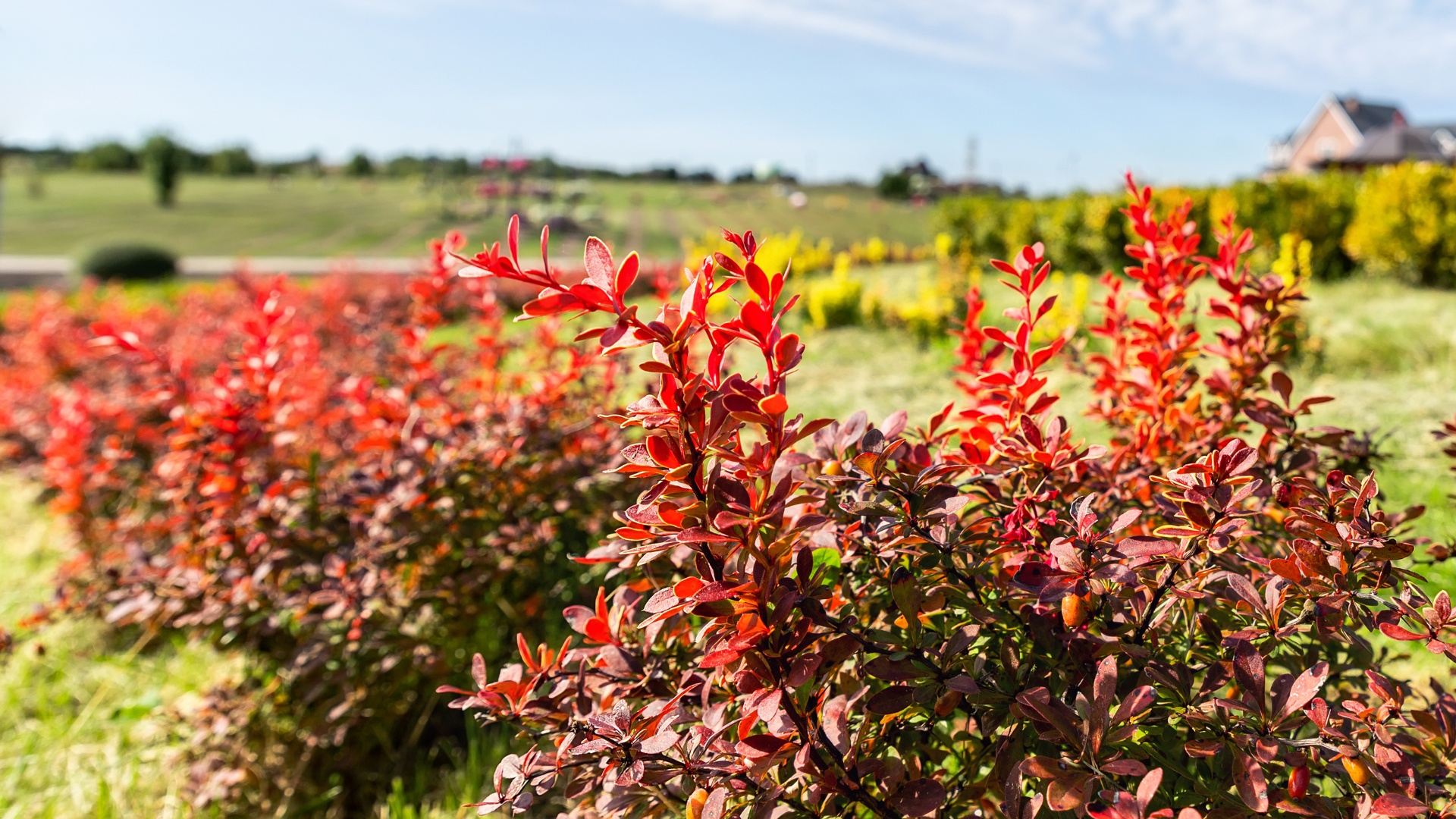 Berberitzengewäche in der Natur.