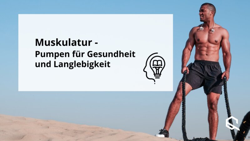 Muskulatur - Pumpen für Gesundheit und Langlebigkeit