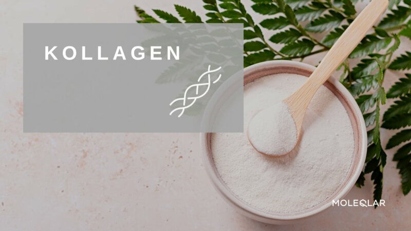 Kollagen Kollagenpeptide Moleqlar Supplement Kapseln