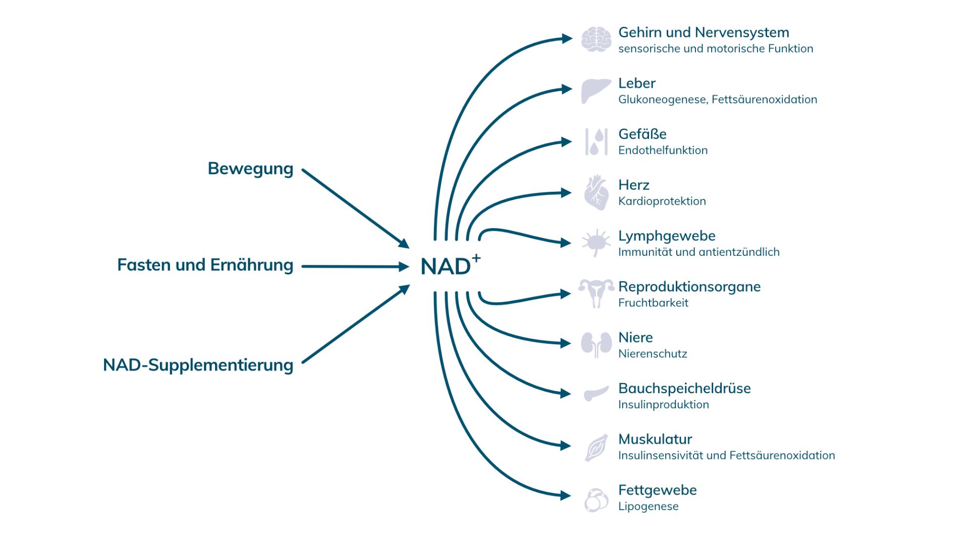 Nad Booster Bewegung Fasten Supplements Nmn