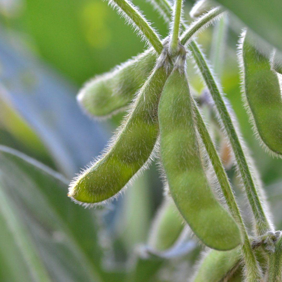 Sojabohnen Spermidin Polyamine Isoflavone