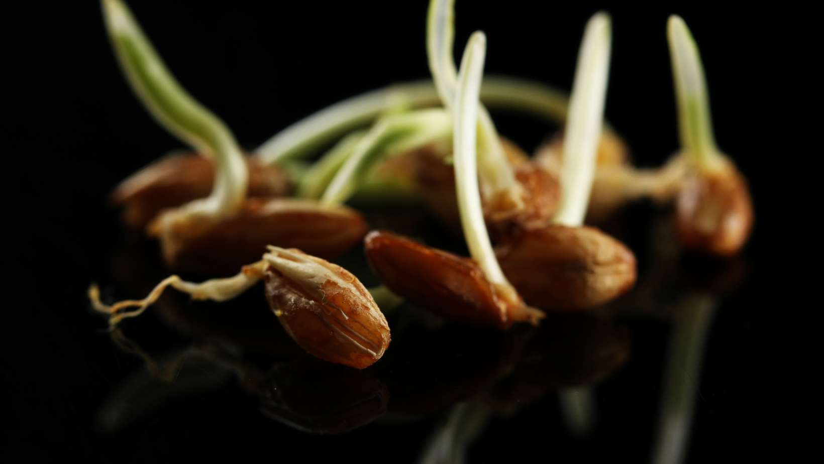 Spermidin Weizenkeime Spermidin Weizenkeime