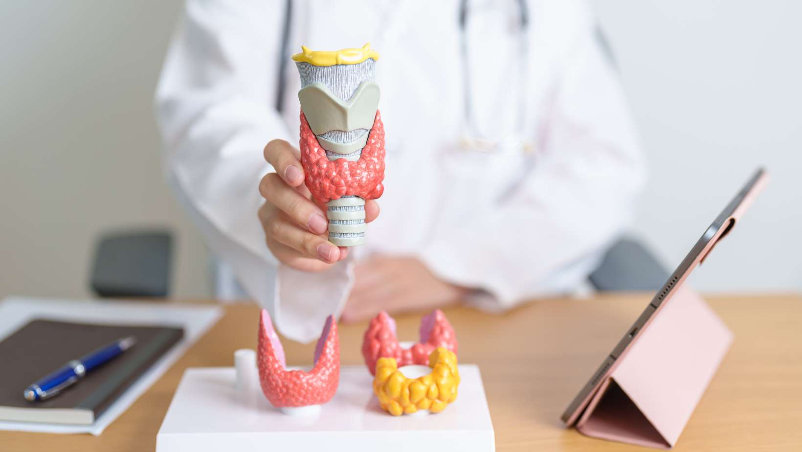 Hashimoto - Autoimmunerkrankung der Schilddrüse