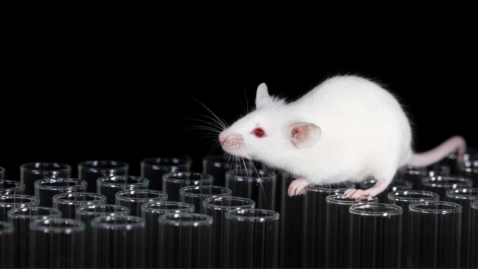 Labormäuse