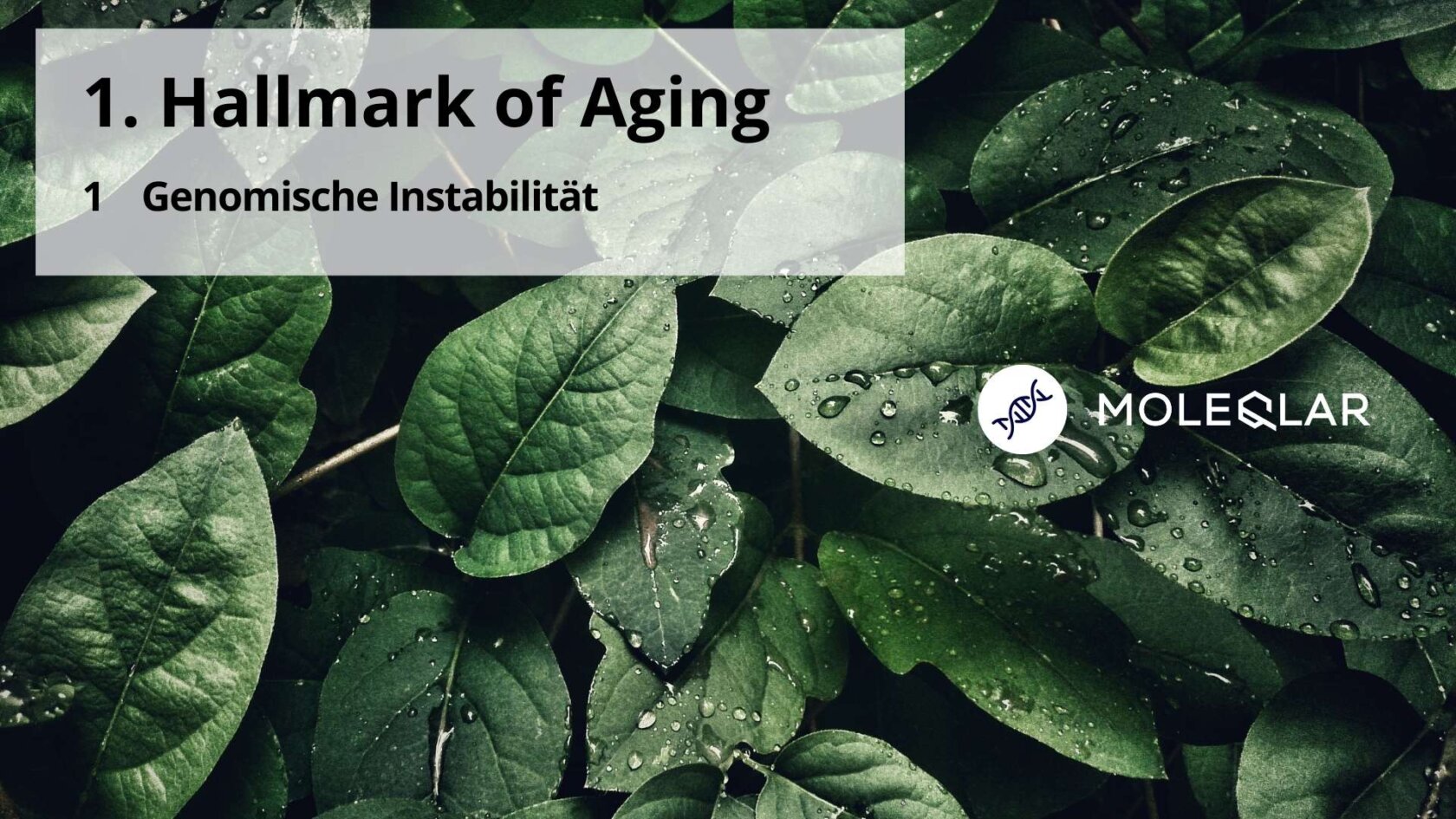 1 Hallmarks Of Aging Genomische Instabilität
