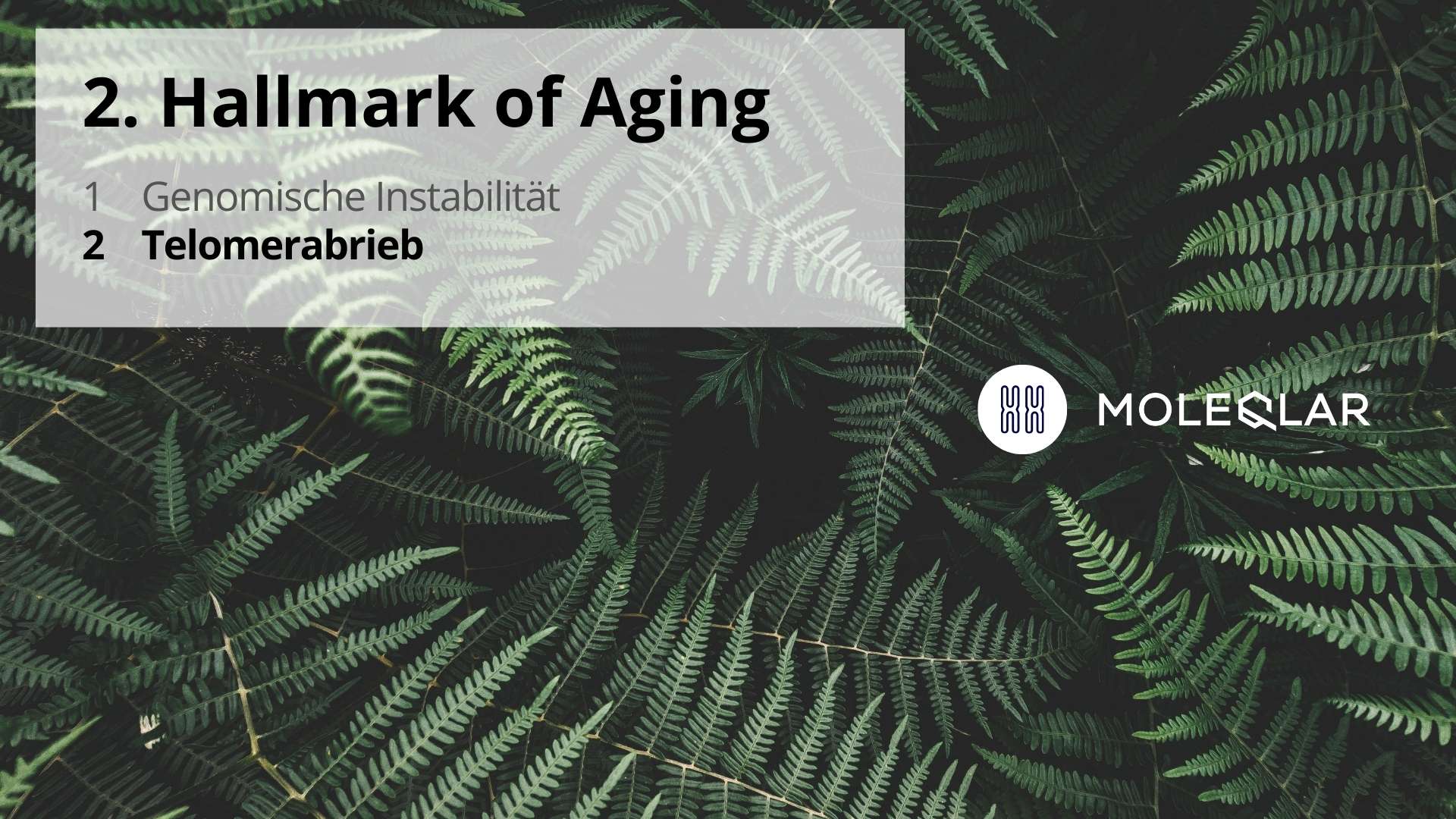 2 Hallmarks Of Aging Telomerabrieb