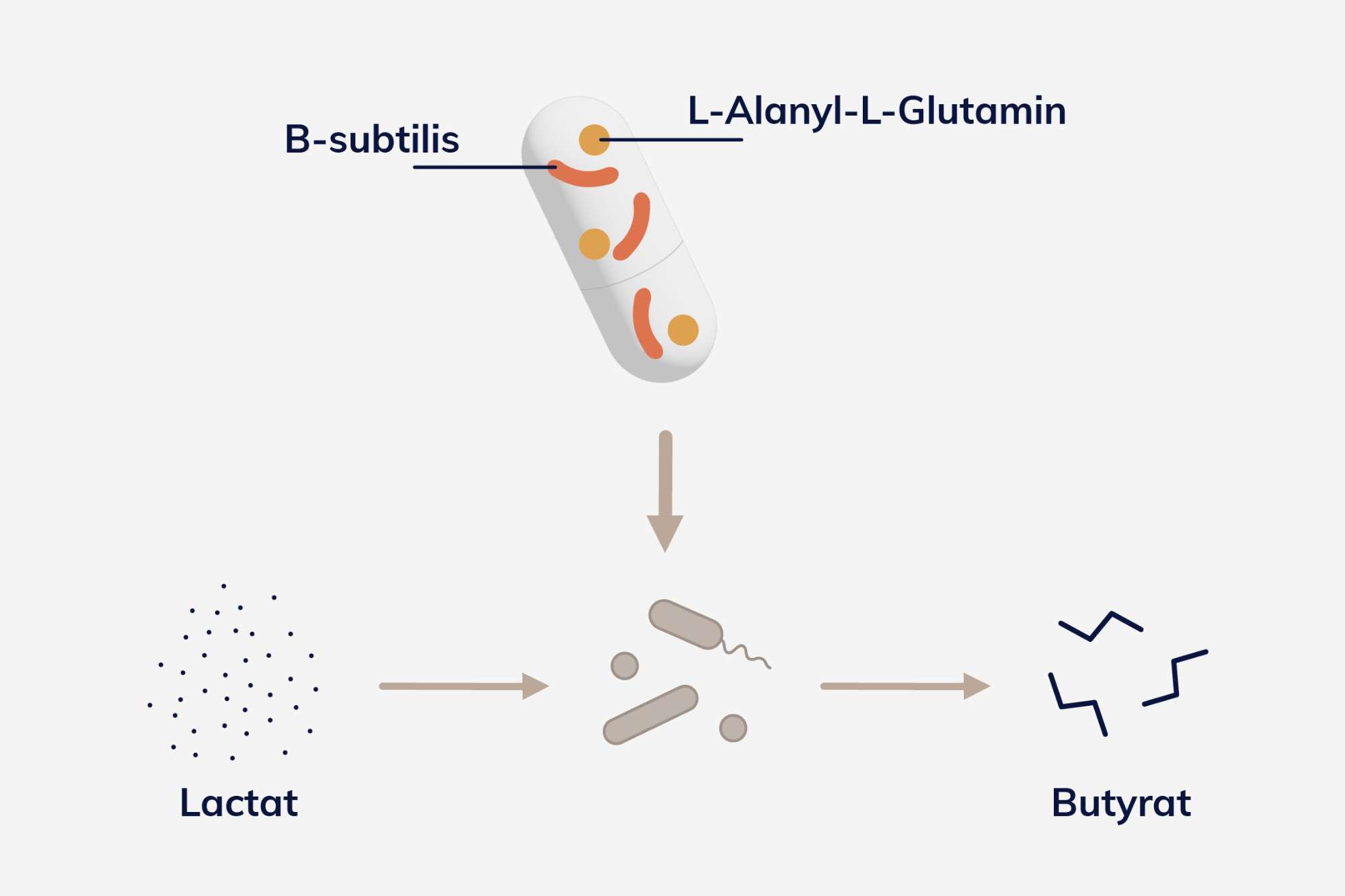 Bacillus Subtilis Butyrat Lalg Lactat
